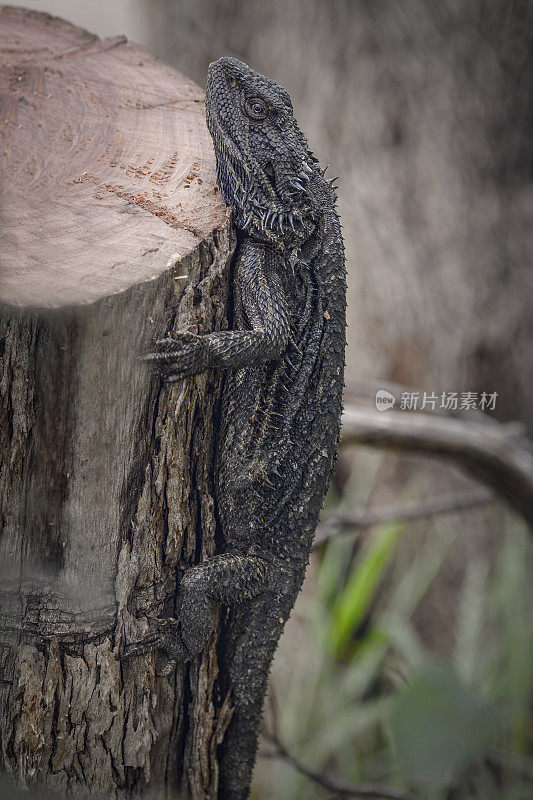 东方胡须龙(Pogona barbata)